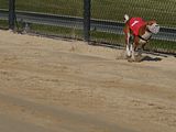 Golden Rabbit European Sandtrack-Derby Th. Ernst (114)